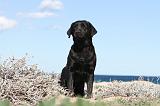 LABRADOR 563